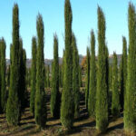 Cupressus sempervirens