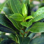 Laurus nobilis