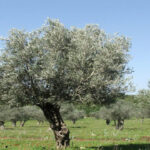 Olea europaea
