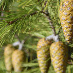 Pinus halepensis